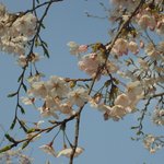 합정동 당인리 <b>발전소</b> 벗꼿들