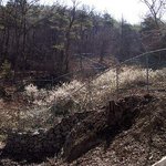 천연기념물 221호 - 괴산 율지리 <b>미선</b>나무자생지