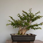 분재 - <b>소사</b>나무 (10)