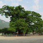 <b>천연</b>기념물 95호 - 삼척 도계읍 긴잎느티나무