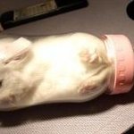 헉! <b>젖병</b>에 고양이를 넣다니 너무한 거 아냐