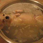 <b>주인</b>님~ <b>저</b> 목욕하는거 맞죠??