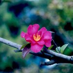 잊혀진 <b>동백</b>37