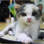 우리 <b>후추</b> 자랑질좀 하겠쏭!! 까르륵까르륵!!