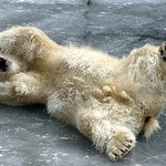 <b>실연</b>당한 북극곰 `~~ 여자친구 돌리도`~~