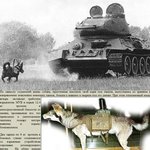 <b>소련</b>의 탱크 파괴하는 ‘견공 특공대’