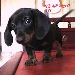 귀연~ <b>아지</b>..
