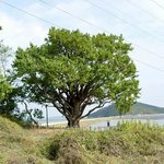<b>천연</b>기념물 304호 - 강화 서도면 은행나무