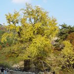 천연기념물 223호 - 영동 <b>영국사</b> 은행나무