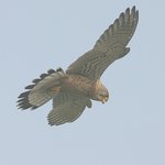 <b>황조롱이</b>
