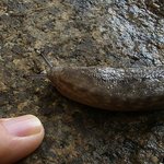 <b>왕</b> <b>달팽이</b> 거의 뱀수준이네요.