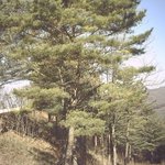 청태산 자연휴양림 <b>폰카</b> 사진
