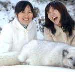 북극 여우 보신적 있나요?