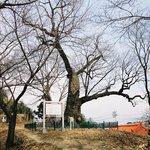 천연기념물 96호 - <b>울진</b> 굴참나무
