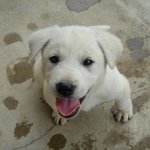 <b>산골</b> 강아지!!!!~~~