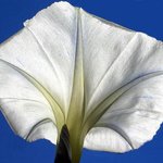 화려한 꽃잎 - <b>white</b> (5)