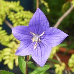 <b>야생</b>화 -06-