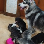 훌쩍 커버린 <b>진이</b> 아가들.. 알레스카멜러뮤트~
