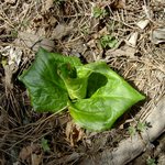 청계산 옛골계곡의  들꽃(04/3/31)