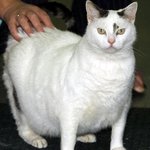 영국 최고의 비만 고양이