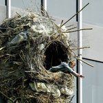 엄청나게 큰 <b>새집</b>