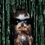 매트릭스 <b>강쥐</b>(아래거 사진이 왜 지워진거야--)