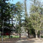 천연기념물 365호 - <b>금산</b> 보석사 은행나무