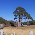 <b>천연</b>기념물 103호 - 속리산 정이품송