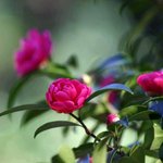 잊혀진 <b>동백</b>