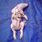 다리가 6개인 돼지~~~<b>이궁</b>..