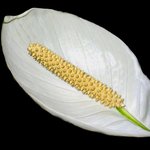 화려한 꽃잎 - <b>white</b> (6)