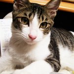 초초초초초 미소년 고양이 지-니