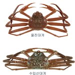 <b>울진</b>대게와 수입산대게 비교