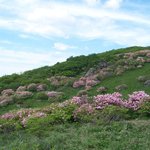 <b>소백산</b> 철쭉 13