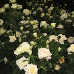 <b>고양</b>꽃박람회-장미원7