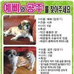 ★성남 <b>모란</b>시장에서 잃어버린 예삐와 공주