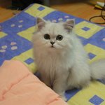 몽실이라오..이뿌게 봐<b>주시</b>��