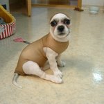 <b>시</b><b>츄</b>요~ 강추요~