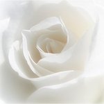 흰<b>장미</b>