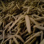 눈맞은 <b>대니</b>무1