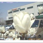목련꽃.....^^