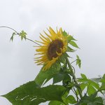 청계산 <b>과천</b> 매봉 들꽃- 1