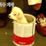 다양한 <b>개집</b>