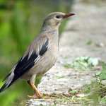 붉은<b>부리</b>찌르레기와 검은<b>부리</b>찌르레기