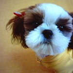 ‥━★별아 별 ㅇ ㅏ 우리 별아~☆┏▶<b>시</b><b>츄</b>에욤~