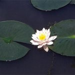 수련, 왜래연꽃?