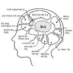 <b>부시</b>의 뇌 구조~
