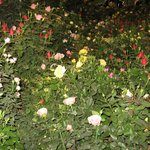 <b>고양</b>꽃박람회-장미원8