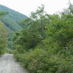 <b>천연</b>기념물 266호 - 사담리 망개나무 자생지
