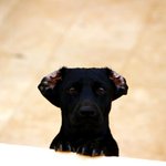 [10d] 나도 <b>슈렉</b>2의 고양이 만큼 한다.